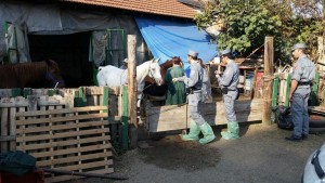 Noleggio cavalli controlli al parco della Pellerina