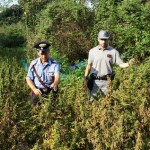 Piantagione di marijuana di 1.200 metri quadri 1