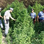 Piantagione di marijuana di 1.200 metri quadri