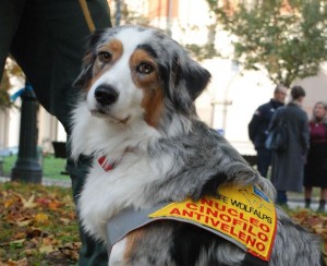 Polpette avvelenate anche a Torino una unità cinofila antiveleno 1