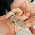 Recuperato a Torino un piccolo Drago Barbuto