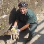 Recuperato un piccolo di capriolo caduto in un canale