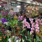 Sabato e domenica da Peraga l’ORCHIDAY, la Mostra Mercato Internazionale di Orchidee 3