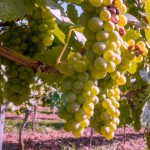 Sarà una vendemmia abbondante e di qualità