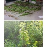 Scoperta e distrutta piantagione di cannabis