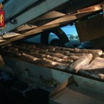 Segnali di fumo la Polizia sequestra 135 kg di marijuana