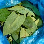 Sequestro di foglie di coca all'aeroporto