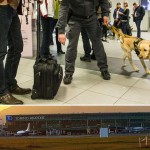 Torino Foto Daniele Solavaggione CONTROLLI DELLE GUARDIA DI FINANZA ALL'AEROPORTO DI CASELLE  CON L'AUSILIO DEL CASH DOG, CANE ADDESTRATO PER TROVARE LE BANCONOTE