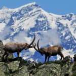 Soddisfazione del Parco Gran Paradiso per il DDL sulle aree protette