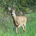 Sparano vicino alle case e abbattono un capriolo