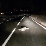 Trovata la carcassa di un lupo investito da un'auto