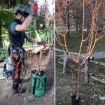 Un corso di gestione di alberi da frutto e ornamentali