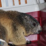 Una marmotta nel vano motore del camper