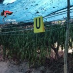 Una piantagione di marijuana su un isolotto sul Po