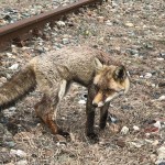 Una volpe in cattive condizioni recuperata allo scalo ferroviario di Chivasso
