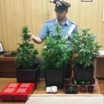 Valchiusella mini serra si cannabis in casa denunciati marito e moglie