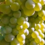 Vendemmia uve sane, qualità ottima, quantità inferiore alle previsioni di un mese fa